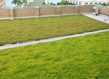 輕型屋頂綠化常用的植物有哪些？