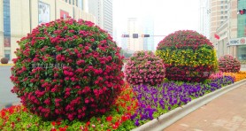 青島上合峰會花球景觀提升