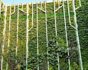 杭州某公司屋頂植物墻工程案例