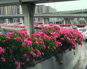 杭州高架橋綠化案例