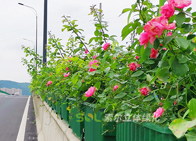 臺州黃巖區高架橋綠化景觀提升