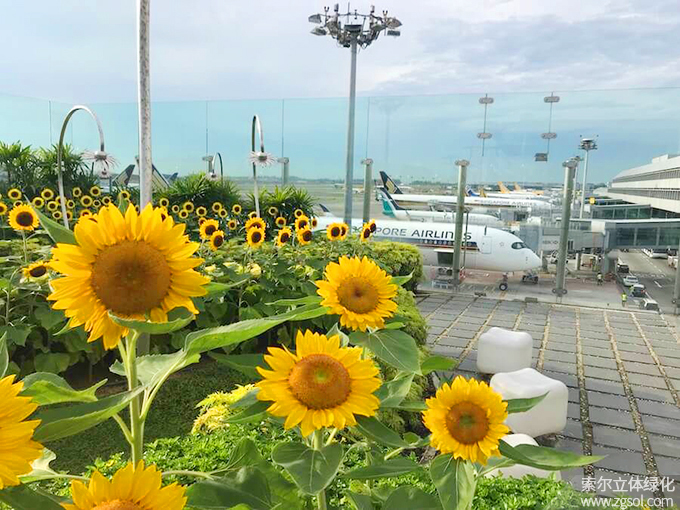 30新加坡樟宜機場屋頂花園向日葵花園 (4).jpg